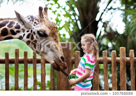 Kids feed giraffe at zoo. Children at safari park. 105768089