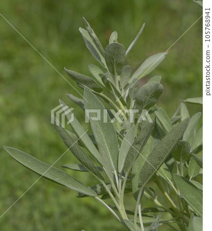 Salvia officinalis plant in the garden. Growing medicinal herbs. Homeopathy aromatherapy. Herbal treatment. Salvia officinalis plant in the garden. Growing medicinal herbs. Homeopathy aromatherapy. Herbal treatment. 105768941
