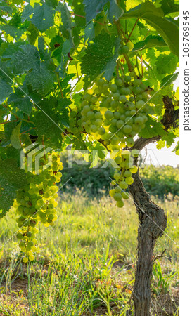 Wine plant 105769545