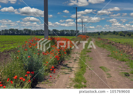 Landscape with village road with blooming poppies. Landscape with village road with blooming poppies. 105769608