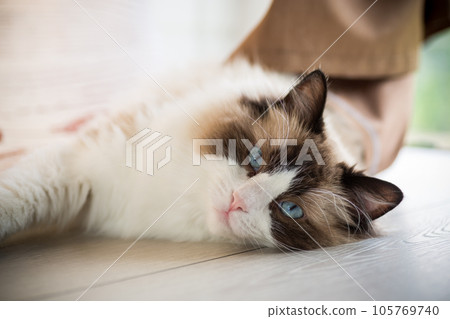 Beautiful young white purebred Ragdoll cat with blue eyes. 105769740