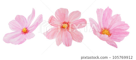 Pink Cosmos watercolor illustration. Hand drawn botanical painting, floral sketch. Colorful flower clipart for summer or autumn design of wedding invitation, print, greeting, sublimation, textile 105769912