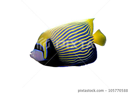 Emperor angelfish white background Emperor angelfish white background 105770588
