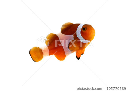 小丑魚白色背景 105770589