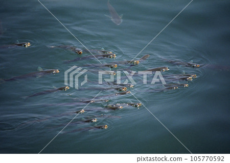Mullet feeding on the surface of the water A group of mullet feeding on the surface of the sea Mullet feeding on the surface of the water A group of mullet feeding on the surface of the sea 105770592