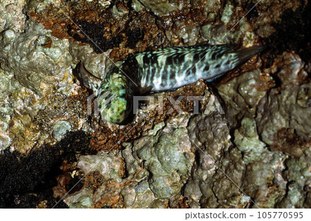 潮水留下的魚 Frogfish 105770595