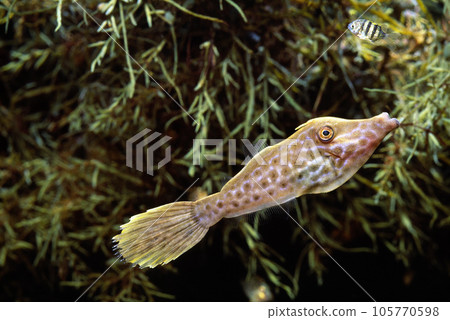 Soushihagi juvenile floating algae organisms 105770598