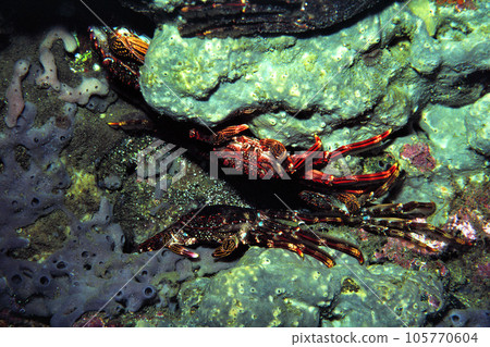 螃蟹躲在岩石中螃蟹姜蟹 105770604