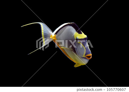 天狗萩宮子 黑色包包 105770607