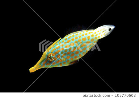 Spotted filefish black background Spotted filefish black background 105770608