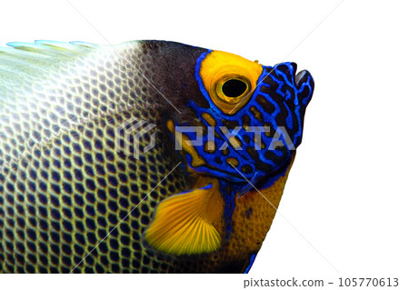 Adyakko的臉圖形素材白色背景 105770613