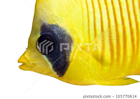 白色背景上的金色蝴蝶魚 105770614