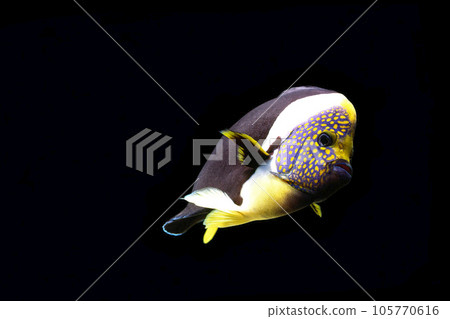 Queensland Yellow Tail Angelfish Pasonifa Black Back Queensland Yellow Tail Angelfish Pasonifa Black Back 105770616