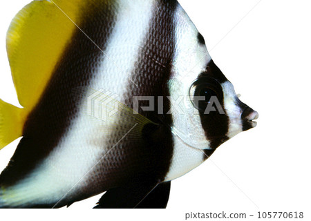 Shimaha Tatedai close-up portrait white background Shimaha Tatedai close-up portrait white background 105770618