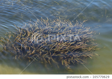 Eelgrass field Eelgrass seaweed Eelgrass field Eelgrass seaweed 105770629
