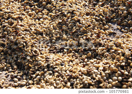 Brazilian sun-dried coffee 105770981