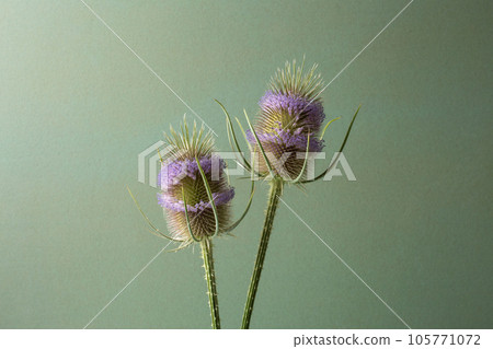 beautiful spiky flowers, wild teasel heads 105771072