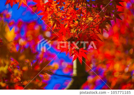明亮的秋天樹葉的圖像 105771185