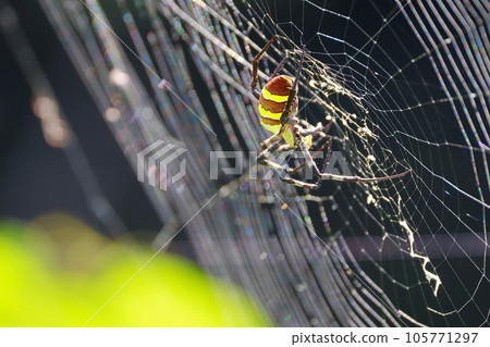 Jolo spider 105771297