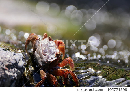 crab in the river 105771298
