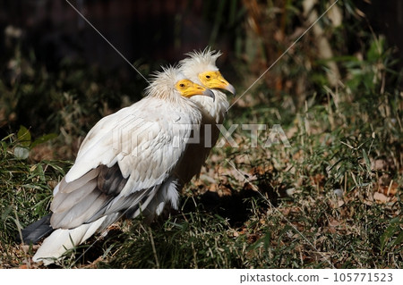 Two Egyptian vultures side by side Two Egyptian vultures side by side 105771523