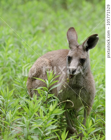 gray kangaroo eating grass gray kangaroo eating grass 105771529