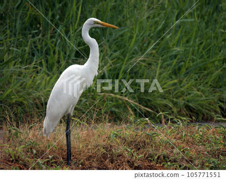 A white egret standing by the roadside A white egret standing by the roadside 105771551