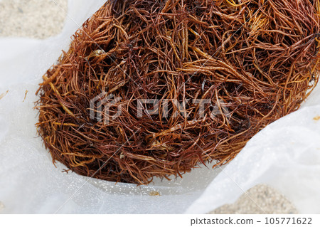 船海裡收穫體驗_收穫的船海裡（青森縣風間浦村） 105771622