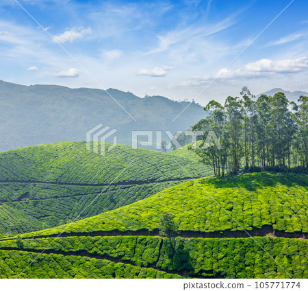 Green tea plantations in Munnar, Kerala, India Green tea plantations in Munnar, Kerala, India 105771774
