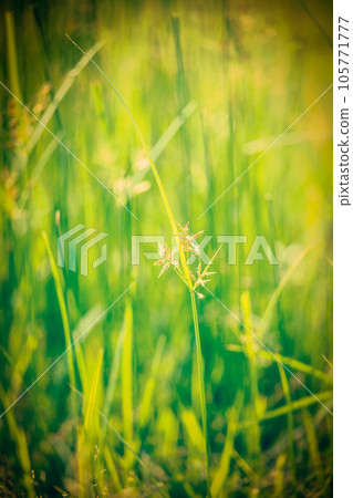 Vintage retro hipster style image of green grass - very shallow depth of field Vintage retro hipster style image of green grass - very shallow depth of field 105771777