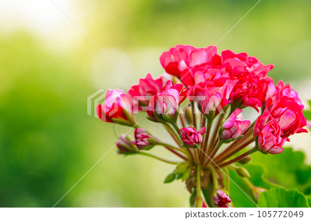 Pink flower Pelargonium zonale. 105772049
