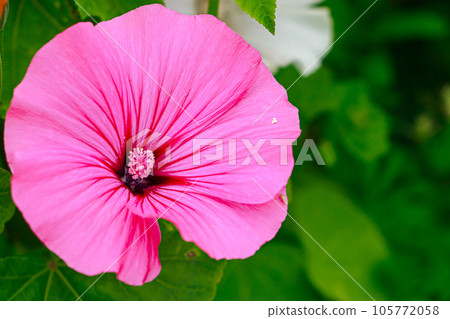 Pink flower Lavatera rose mallow 105772058