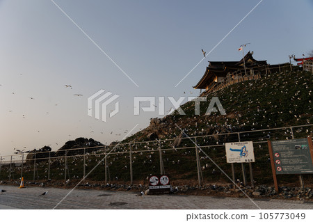 春天的蕪島海貓（青森縣八戶市） 105773049