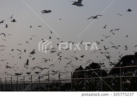 春天的蕪島上有一群海貓（青森縣八戶市） 105773237