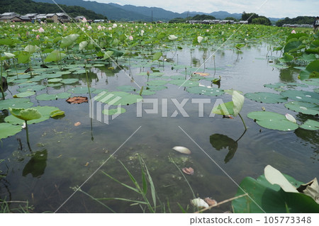 奈良縣橿原市的荷花池 奈良縣橿原市的荷花池 105773348
