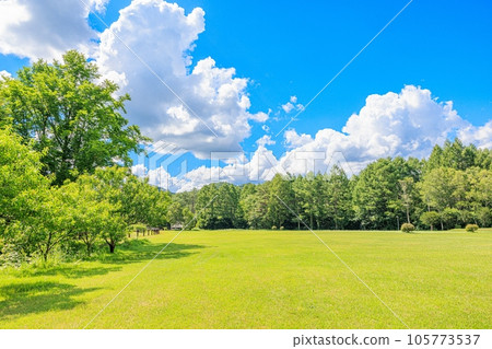 Idyllic Summer Landscape: Green Pasture 105773537