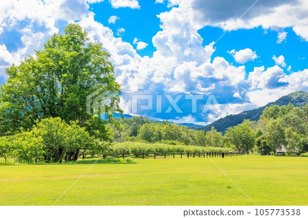 Idyllic Summer Landscape: Green Pasture 105773538