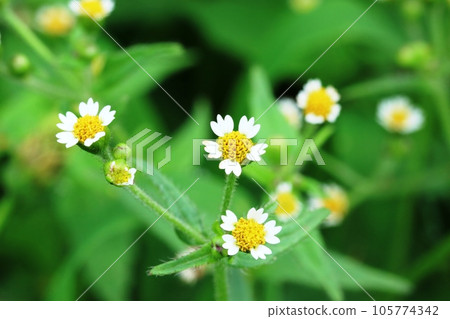 小可愛的菊花 Hakidamegiku 小可愛的菊花 Hakidamegiku 105774342