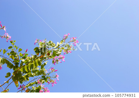Bauhinia purpurea tree with pink flower 105774931