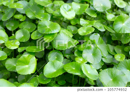 Centella asiatica (gotu kola). Fresh green leaves herb background. 105774932
