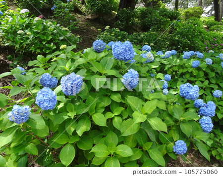 Odawara Castle 105775060