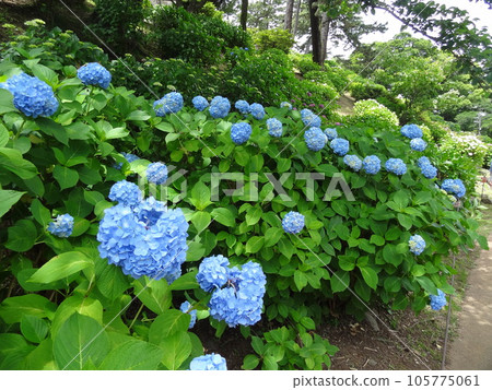 Odawara Castle 105775061