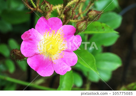 Beautiful petals and stamens! Tsukushiibara (Tsukushi Thorn) 105775085