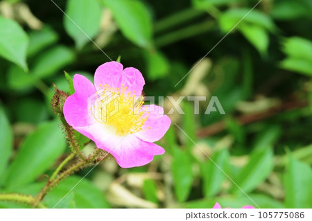 Beautiful petals and stamens! Tsukushiibara (Tsukushi Thorn) 105775086
