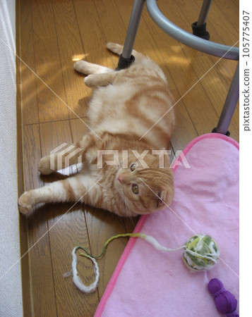 Kittens to play with toys Kittens to play with toys 105775407