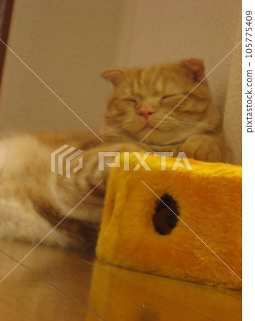 Sleeping cat Sleeping cat 105775409