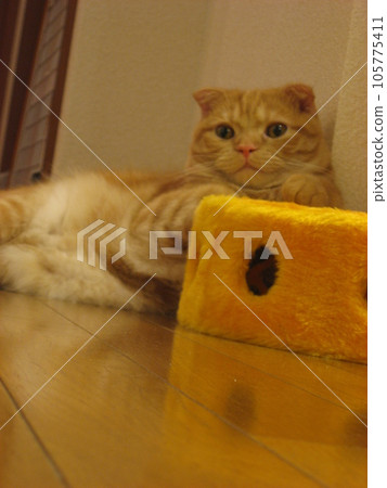 A cat staring at you A cat staring at you 105775411