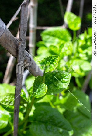 Ceylon spinach or basella rubra linn Ceylon spinach or basella rubra linn 105775538