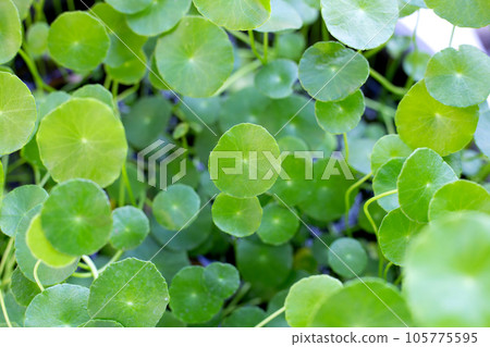 Fresh green centella asiatica plant 105775595
