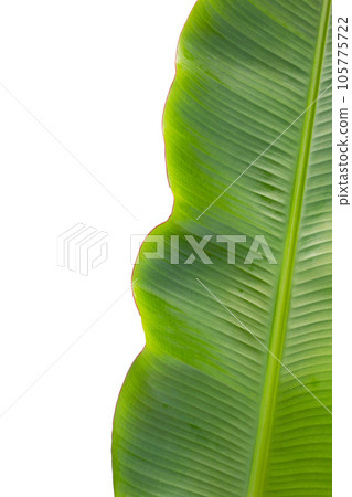 Fresh banana leaf on white background. Fresh banana leaf on white background. 105775722